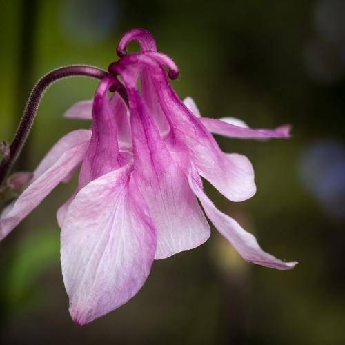 Purple stalk with purple-white flower.