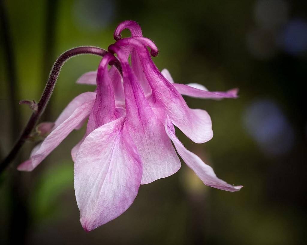 Purple stalk with purple-white flower.