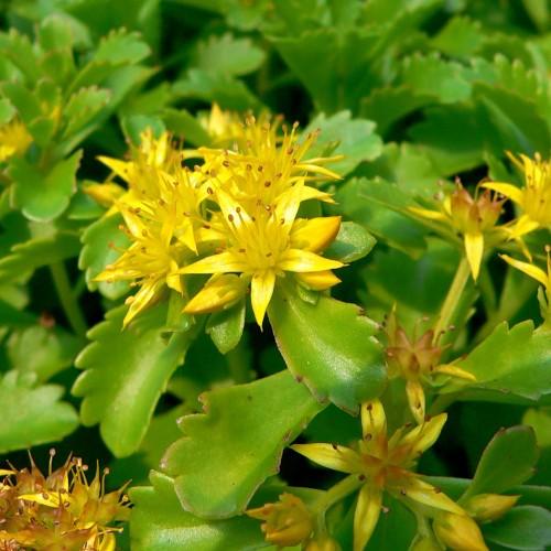 yellow flowers with yellow filaments, brown anthers, lime leaves and stems