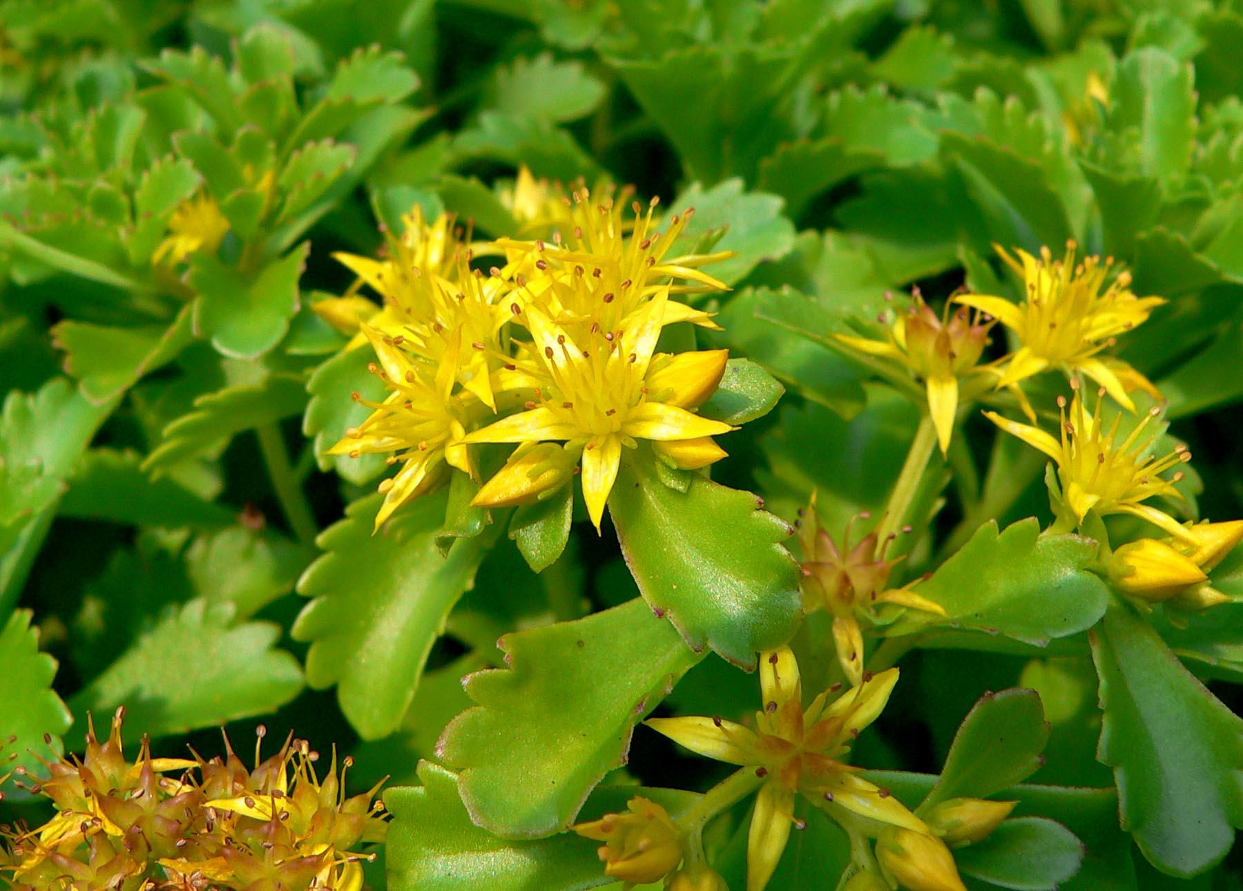 yellow flowers with yellow filaments, brown anthers, lime leaves and stems

