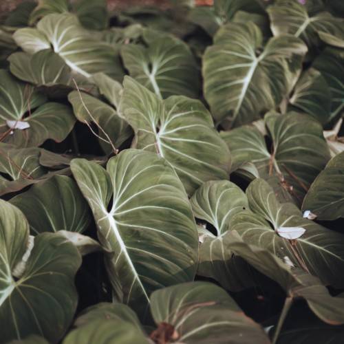 gray-green leaves with white veins, midribs and brown stems