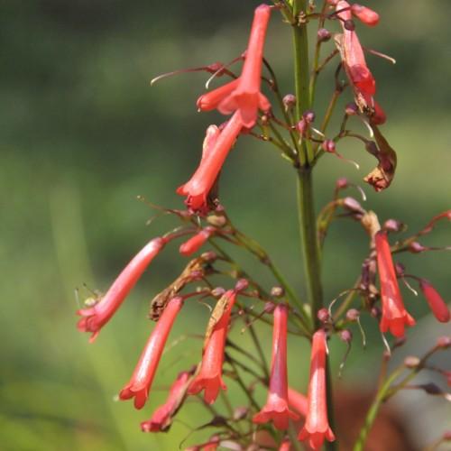 red-pink flowers with pink buds on olive stems