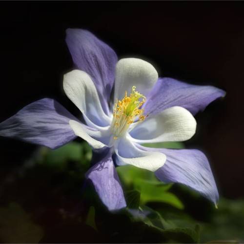 white-blue flower with white filaments and yellow anthers