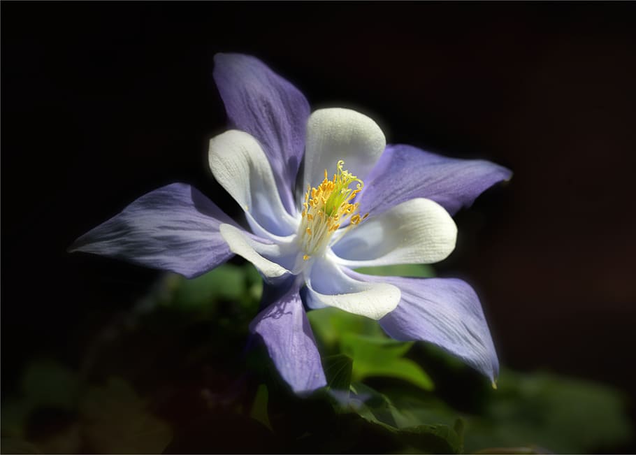 white-blue flower with white filaments and yellow anthers