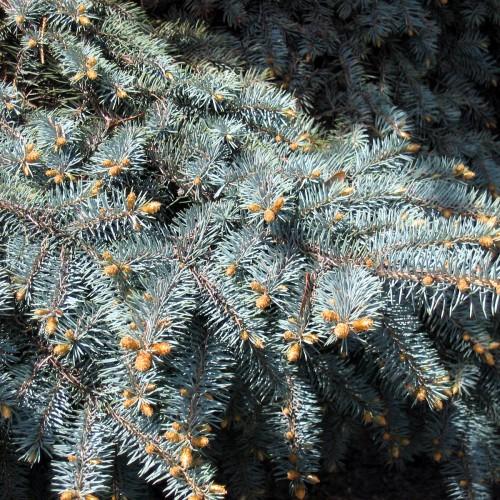 gray-green leaves with orange cones and brown branches