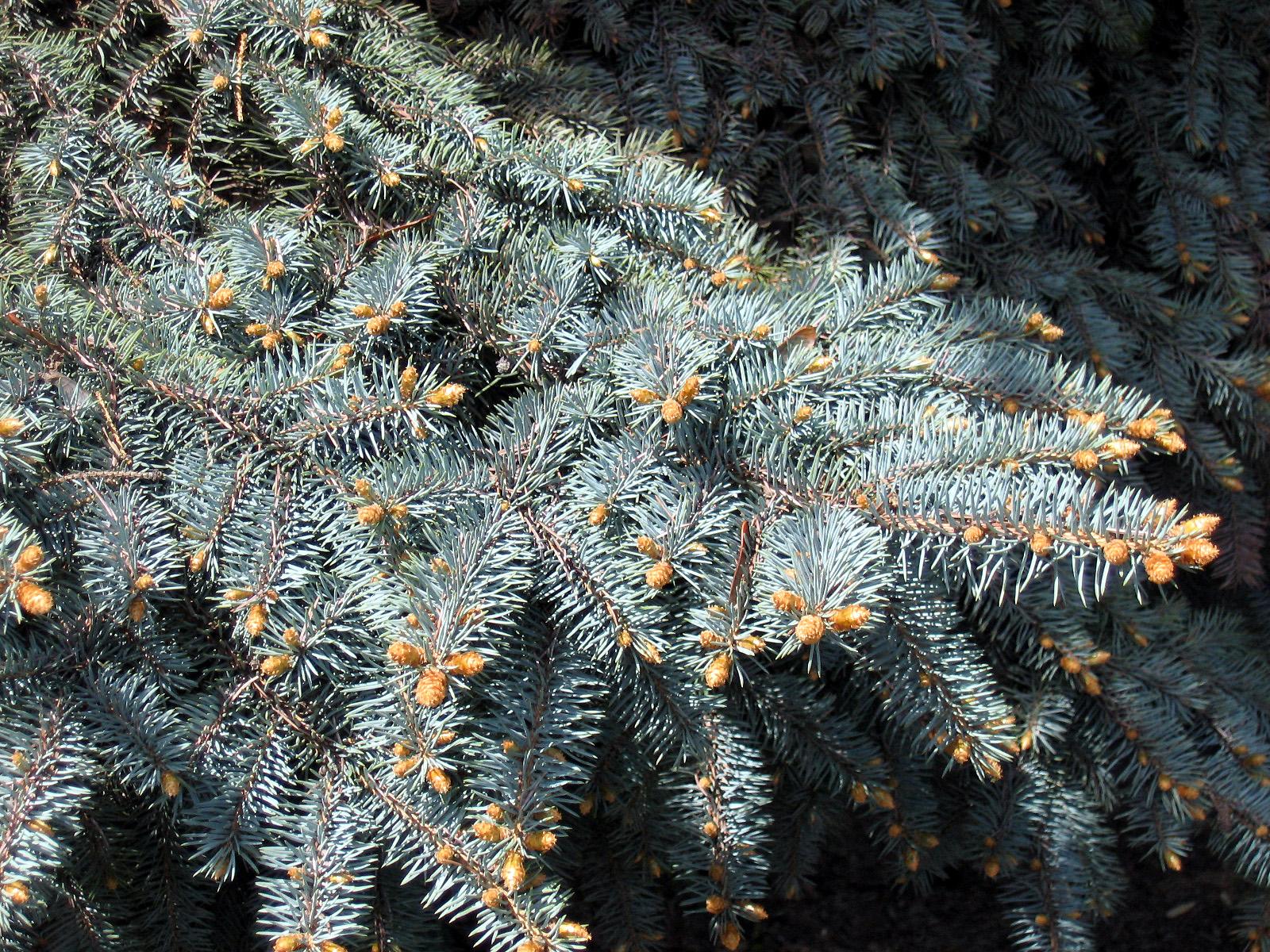 gray-green leaves with orange cones and brown branches