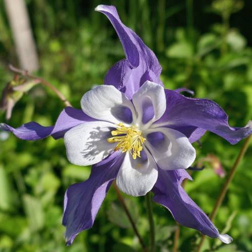 white-blue flower with yellow filaments, anthers, green leaves and brown stems