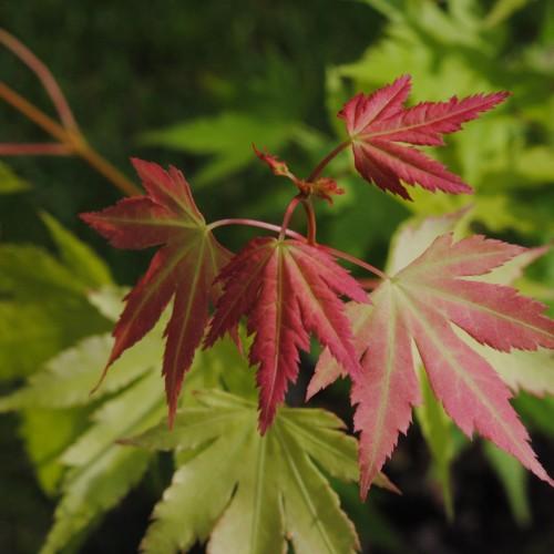 red-lime leaves with red stems
