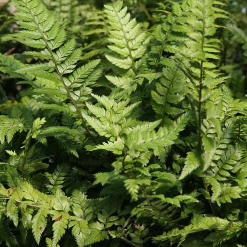 lime foliage with green stems