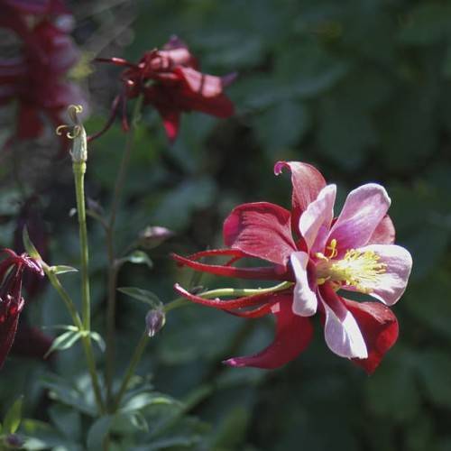 red-purple flowers with yellow stamens, purple buds, green leaves and stems