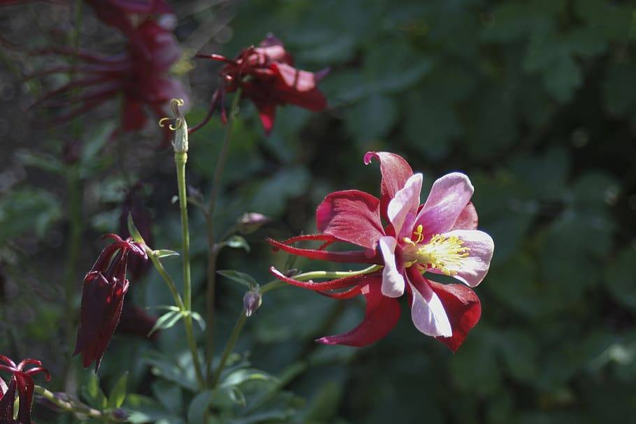 red-purple flowers with yellow stamens, purple buds, green leaves and stems