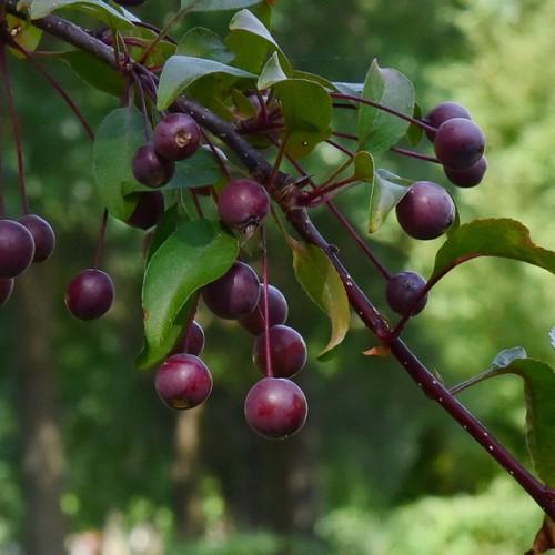 burgundy-purple fruits with green leaves, burgundy stems and branches