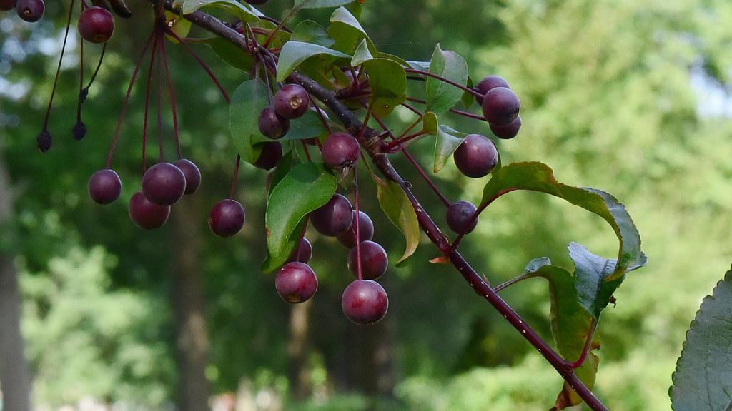 burgundy-purple fruits with green leaves, burgundy stems and branches