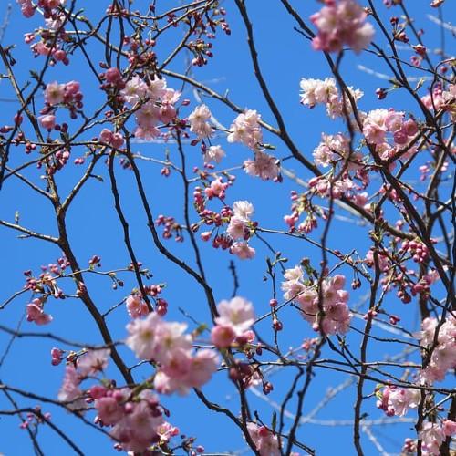 light-pink flowers and pink buds with brown branches and pink fruits