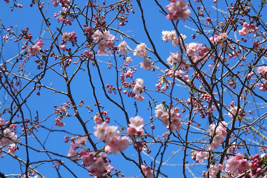 light-pink flowers and pink buds with brown branches and pink fruits