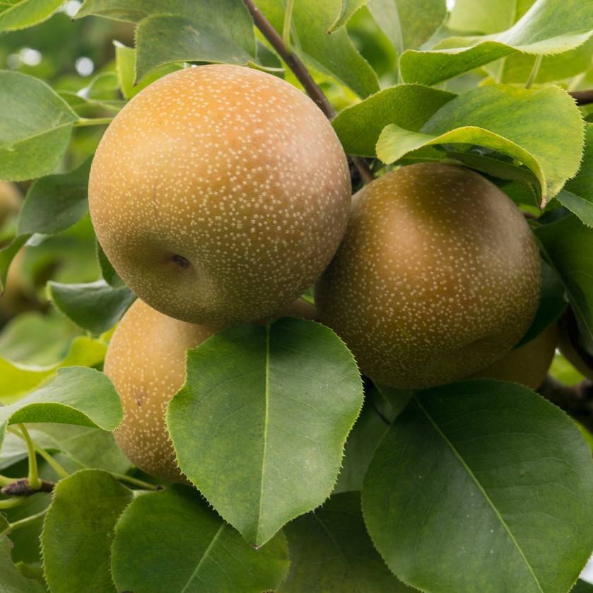 Asian Pear Image