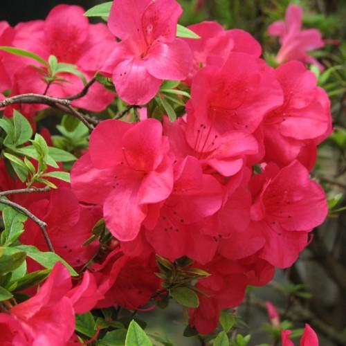 red flowers with red filaments, black anthers, green leaves and brown branches
