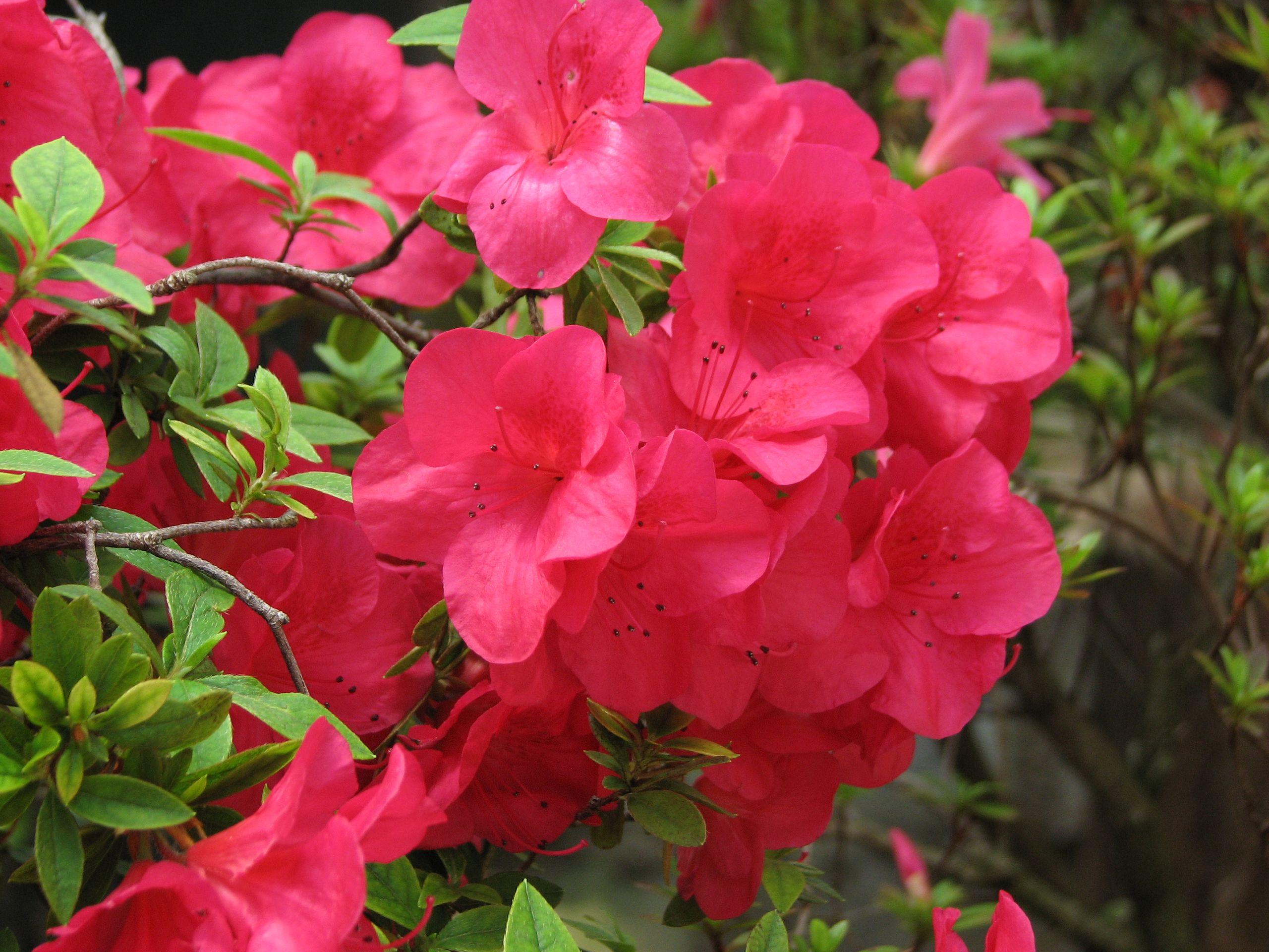 red flowers with red filaments, black anthers, green leaves and brown branches