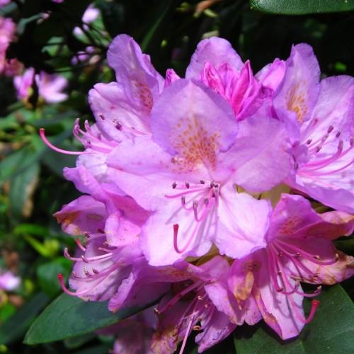 purple-orange flowers with pink filaments, stigmas, purple anthers and green leaves