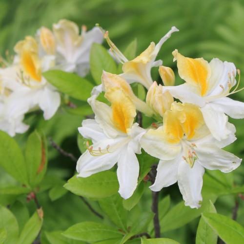 white-yellow flowers with yellow filaments, pink anthers, green stigmas, lime leaves and brown stems