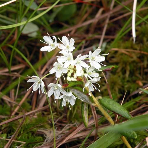white flowers with yellow center, white filaments, white anthers, white-green buds, yellow-green stems and green leaves