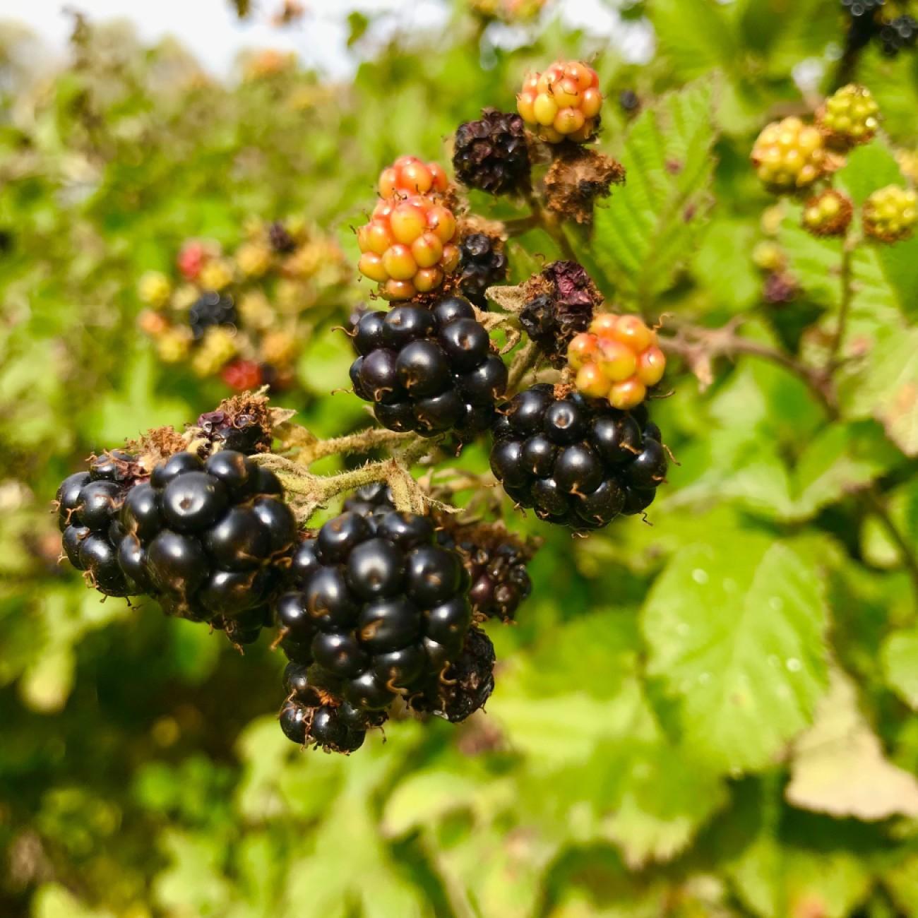 Thornless Blackberry Image