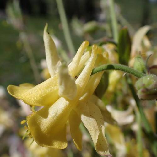 Green stalk with white-yellow flowers and green-purple bud at base.