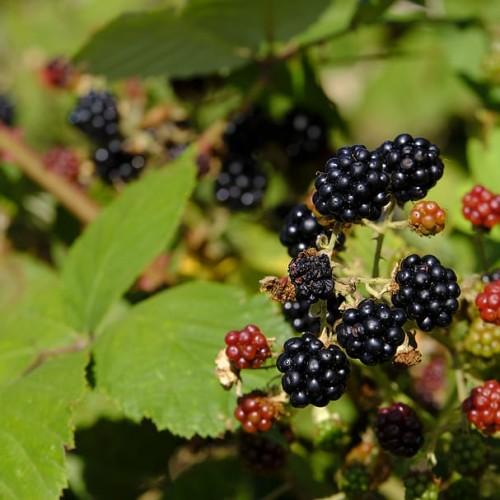black-burgundy fruits with lime-green leaves and yellow-brown stems