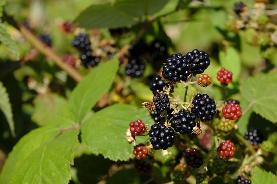 black-burgundy fruits with lime-green leaves and yellow-brown stems