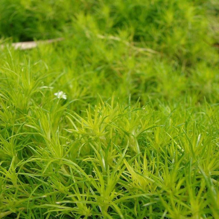 Irish Moss Image