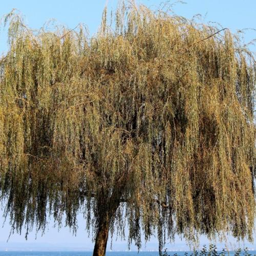 olive-yellow foliage with brown branches and trunk
