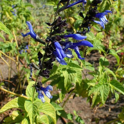 blue flowers with back sepals, lime leaves with black-lime stems