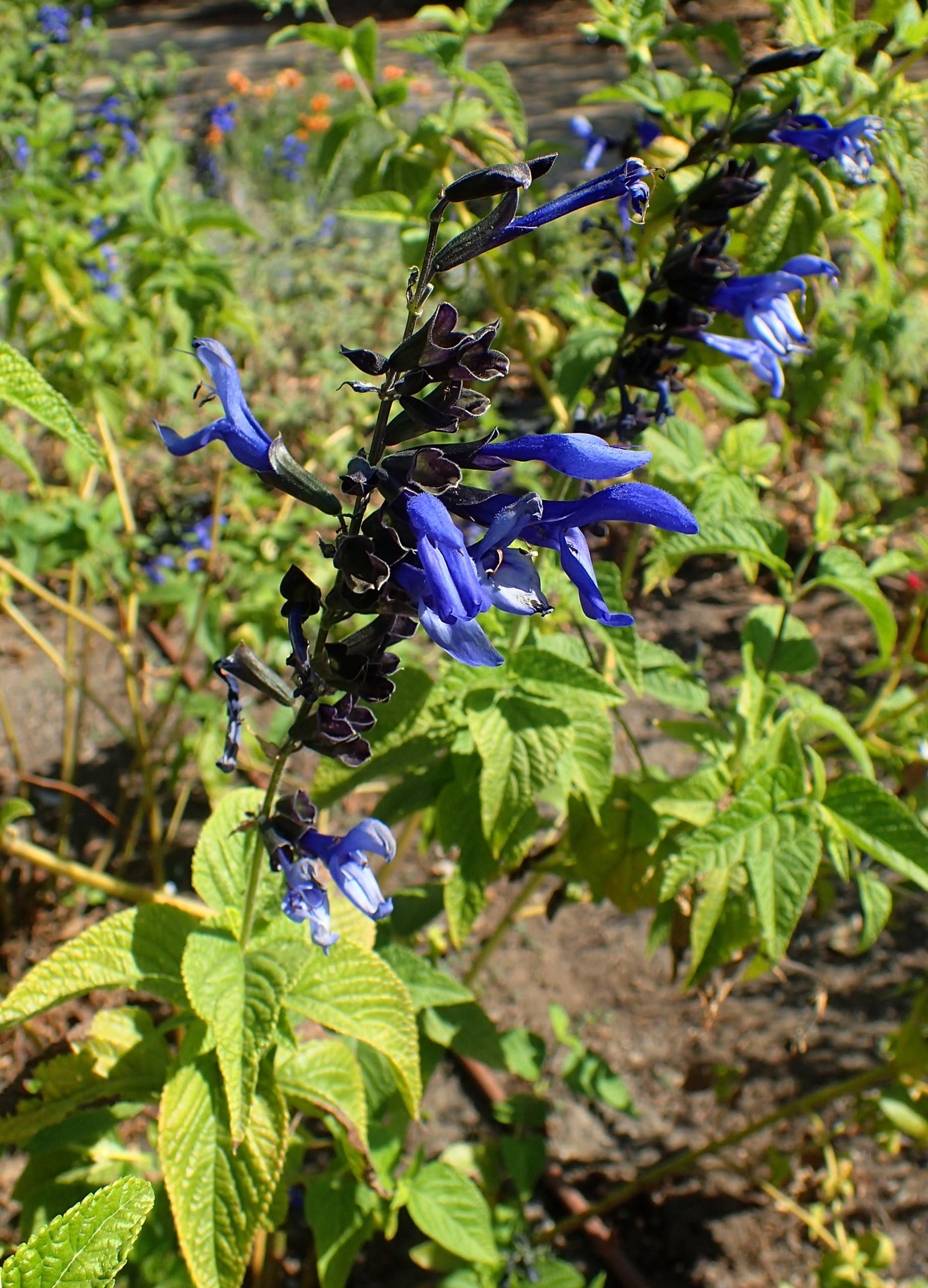 blue flowers with back sepals, lime leaves with black-lime stems