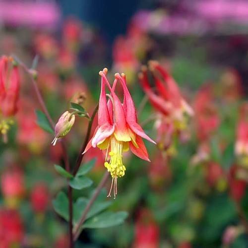 red-white flowers with yellow stamens, green leaves and burgundy stems