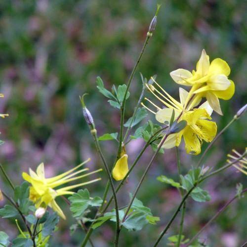 Purple-green stem with yellow-white flowers and yellow anthers and white-purple buds and green leaves.