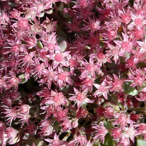 pink-white flowers with pink stamens, pink-green leaves and stems