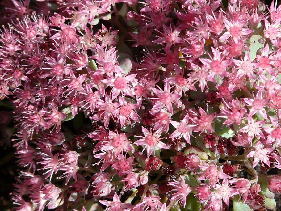 pink-white flowers with pink stamens, pink-green leaves and stems
