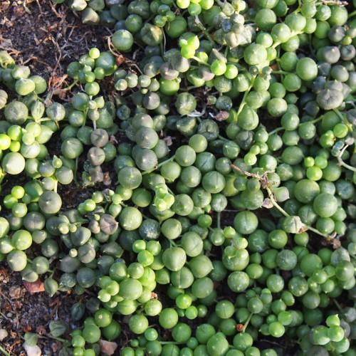lime-green fruits with green stems