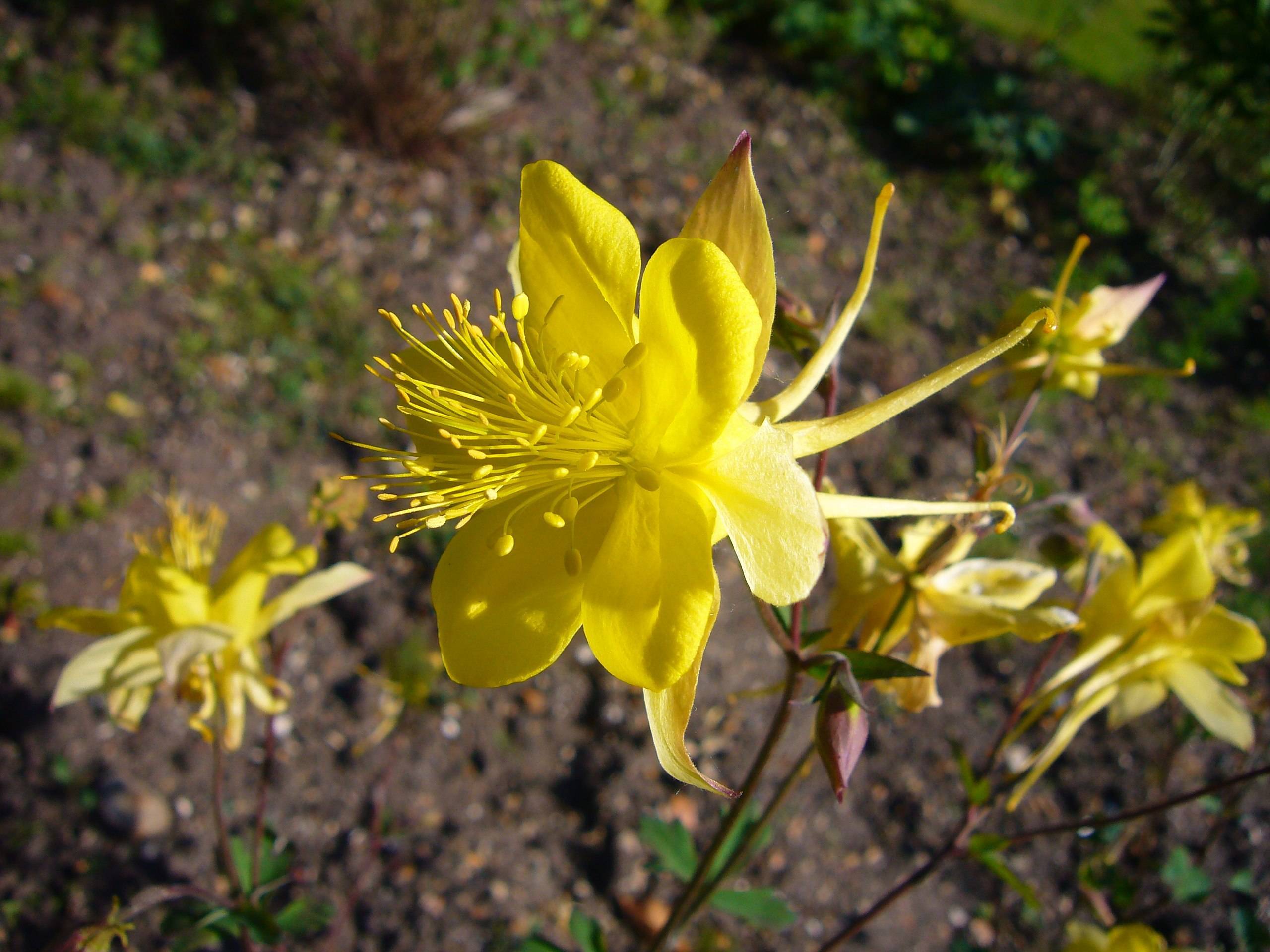 yellow flowers with yellow stamens, green leaves, burgundy buds and stems