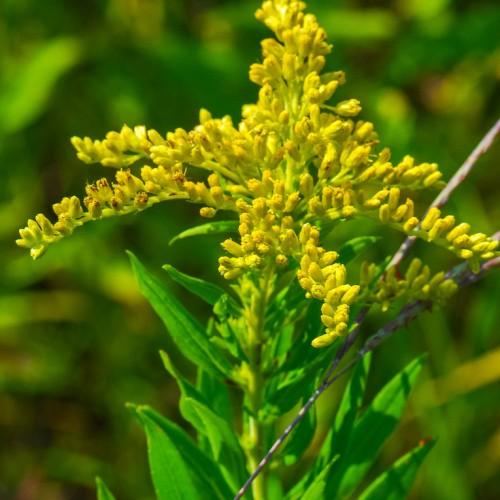 yellow flowers and buds with green leaves and lime-gray stems