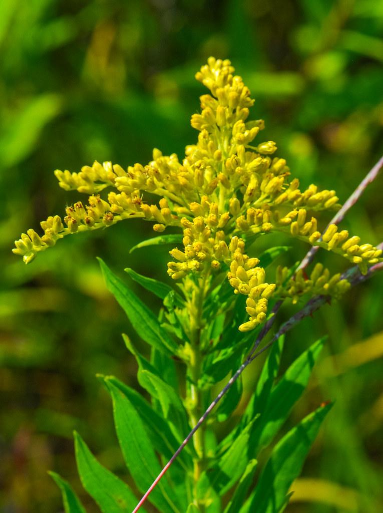 yellow flowers and buds with green leaves and lime-gray stems