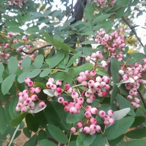 light-pink fruits with green leaves, pink-lime stems, brown branches and trunk