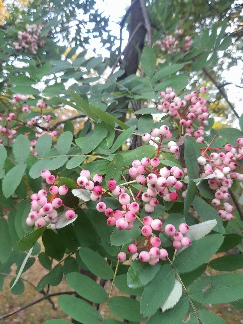light-pink fruits with green leaves, pink-lime stems, brown branches and trunk