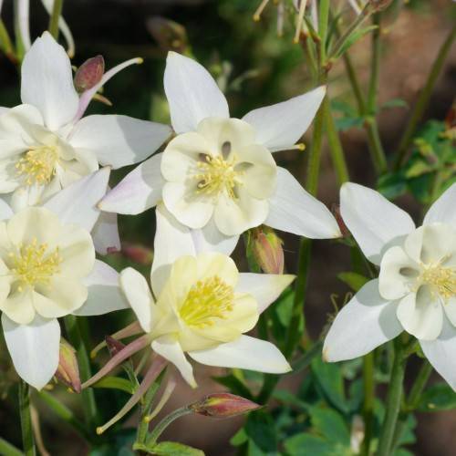 white-yellow flowers with yellow stamens, purple-lime buds, green leaves and stems