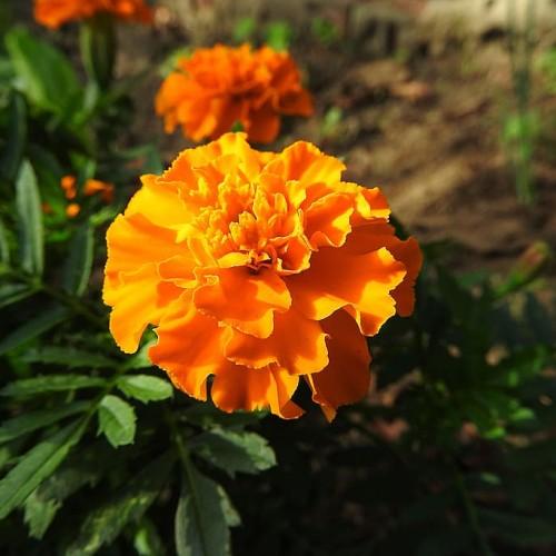 orange flowers with green leaves and stems
