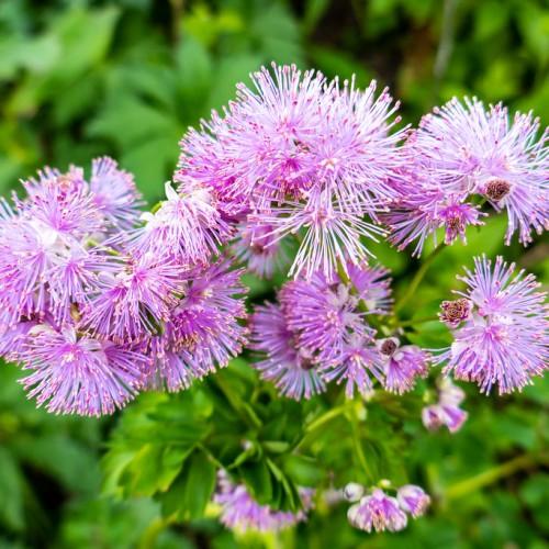 purple-pink flowers with purple-yellow anthers, lime-green leaves and lime stems