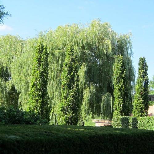 Trees with brown trunk, brown branches, and dark-green leaves.
