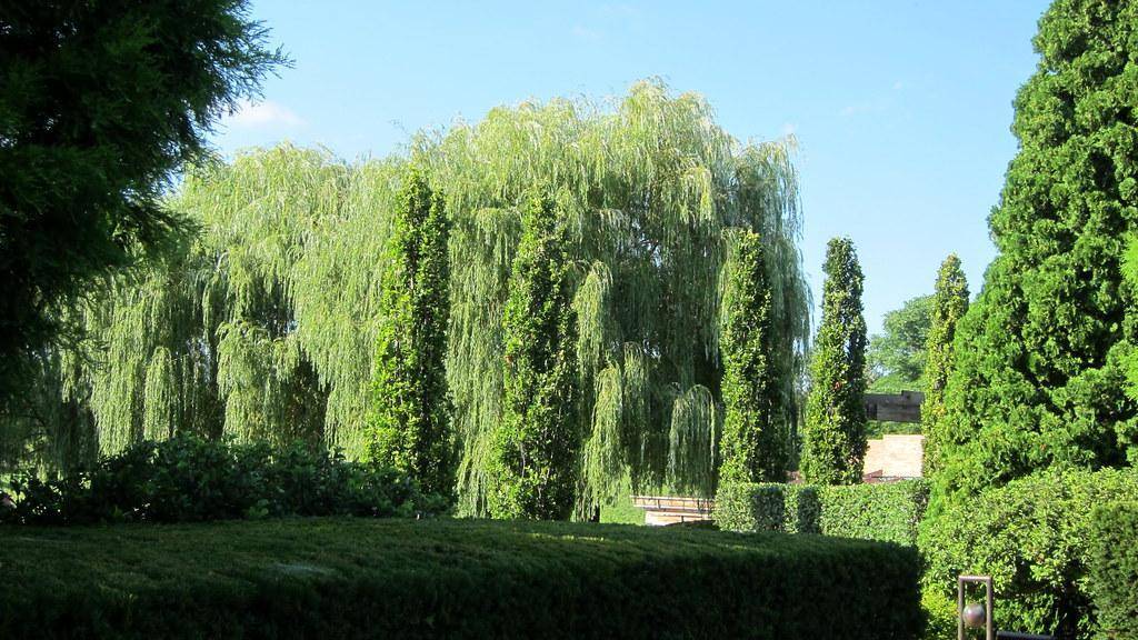 Trees with brown trunk,  brown branches, and dark-green leaves.