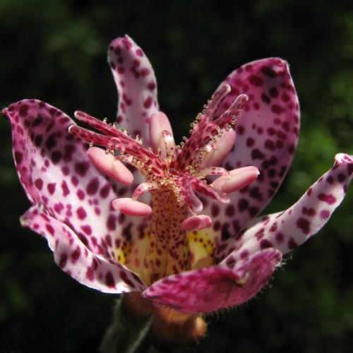 burgundy-pink flowers with yellow-pink style, pink filaments, anthers and green stem