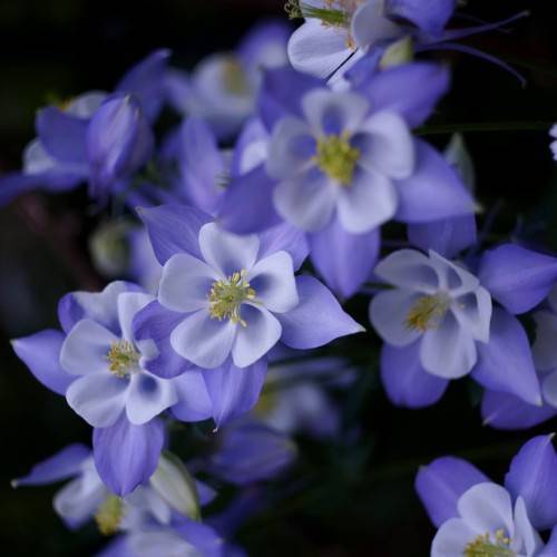 blue-white flowers with white filaments, yellow anthers and dark-green foliage